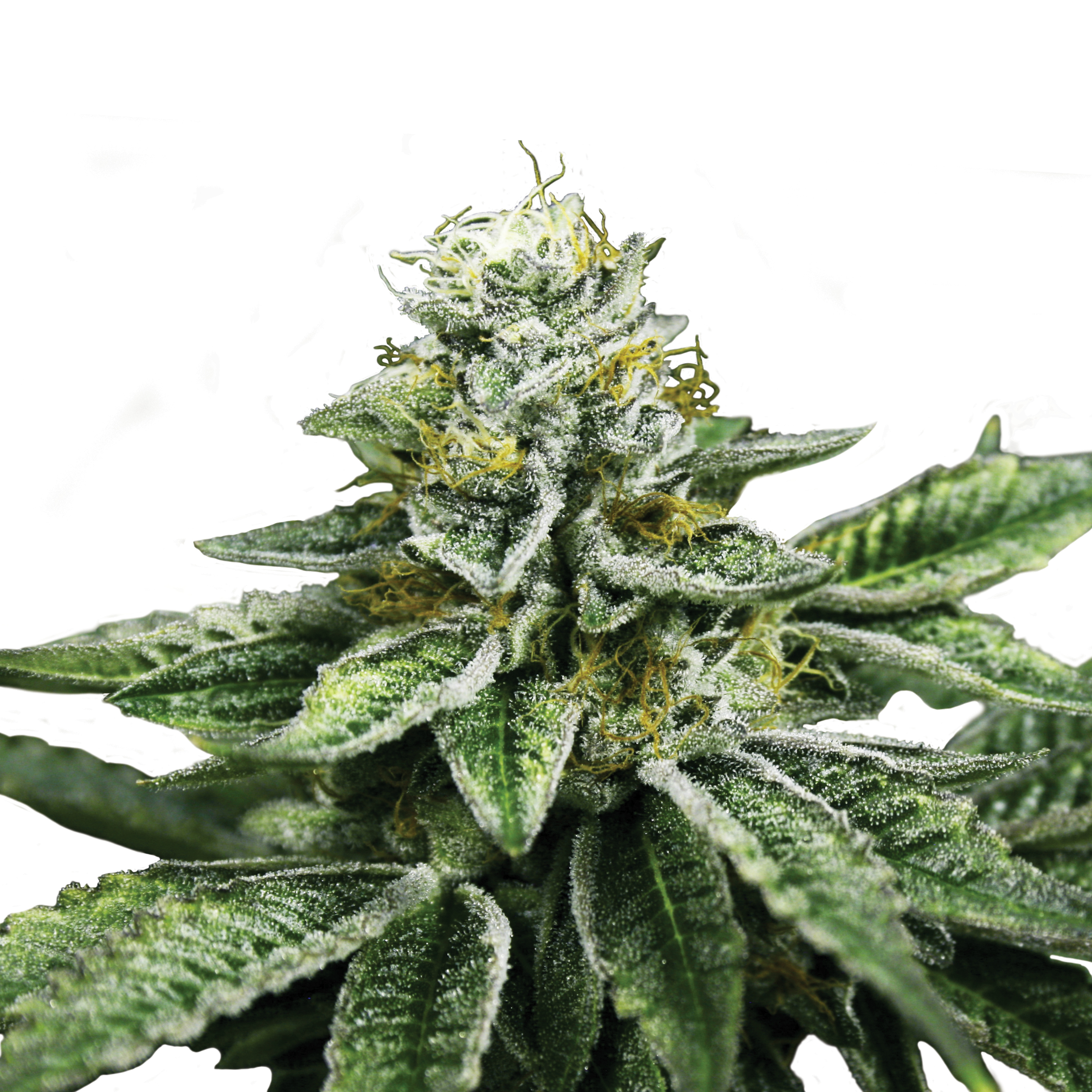 Sherbet Queen Plant