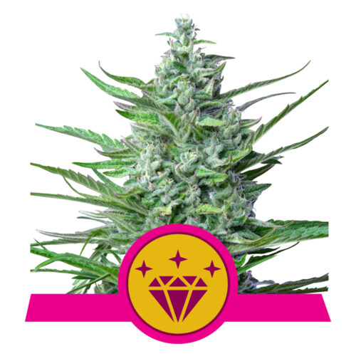 Special Kush