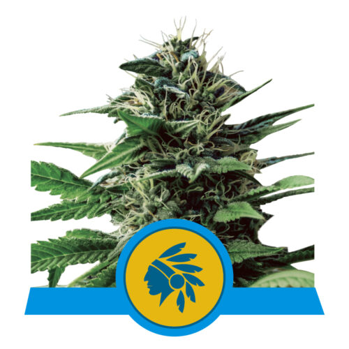 Tatanka Pure