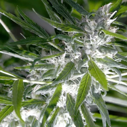 Trainwreck Auto
