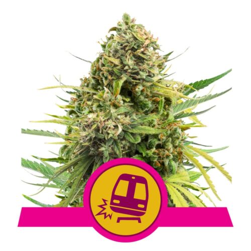 Trainwreck