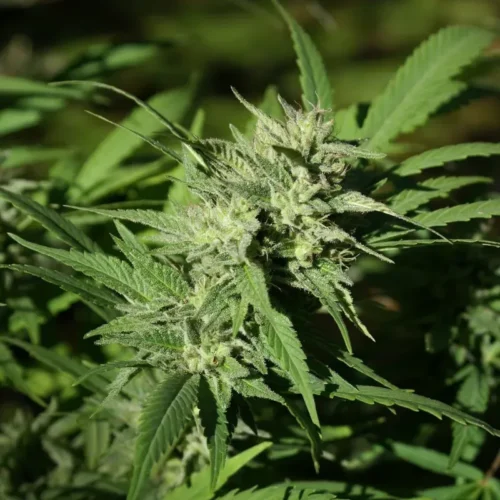 Triangle Kush Auto