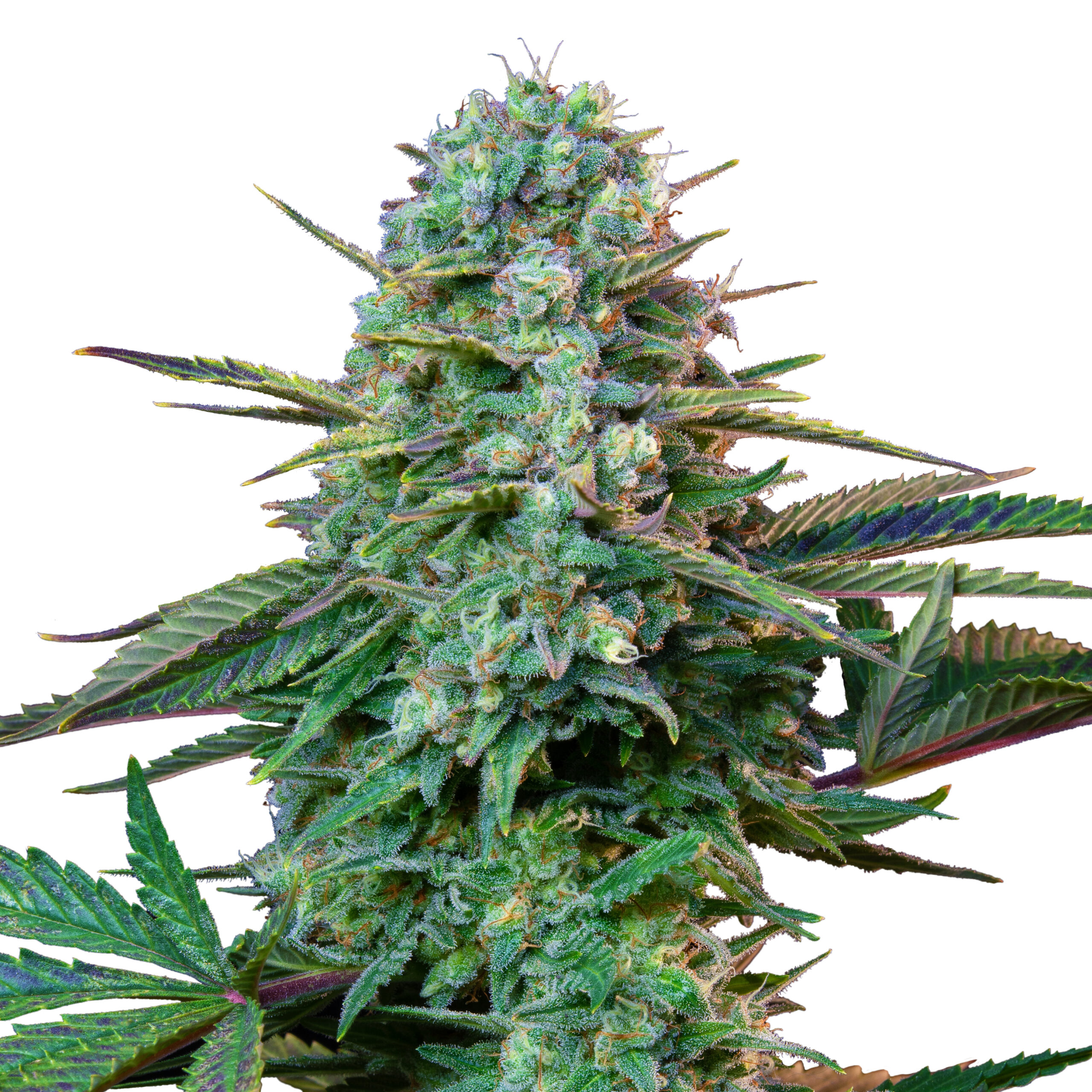 Wedding Crasher Plant