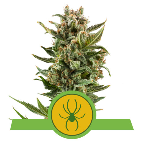 White Widow Auto