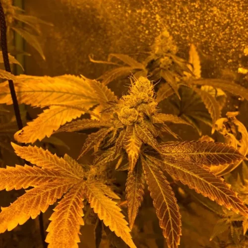 Zookies Auto