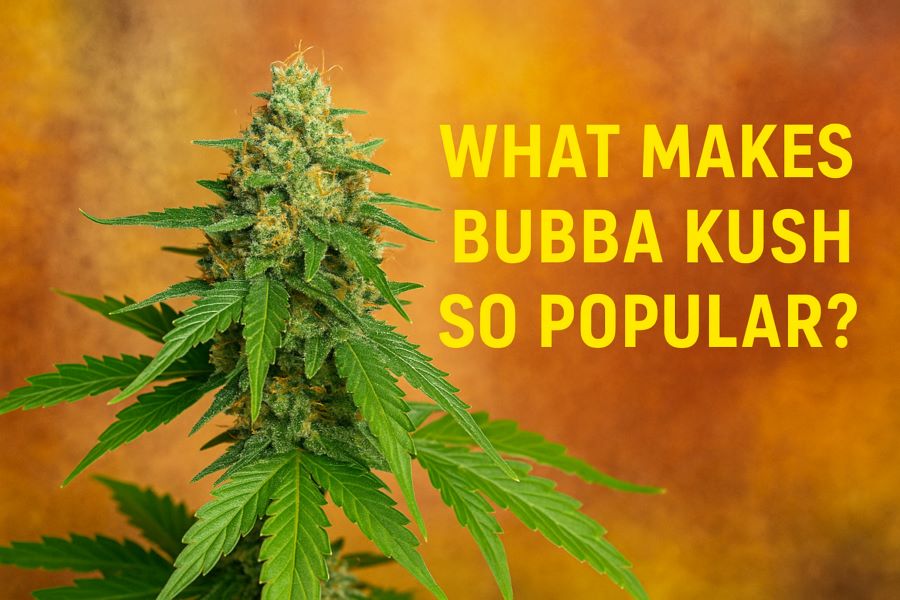 What Makes Bubba Kush So Popular