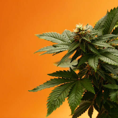 Orange Bud