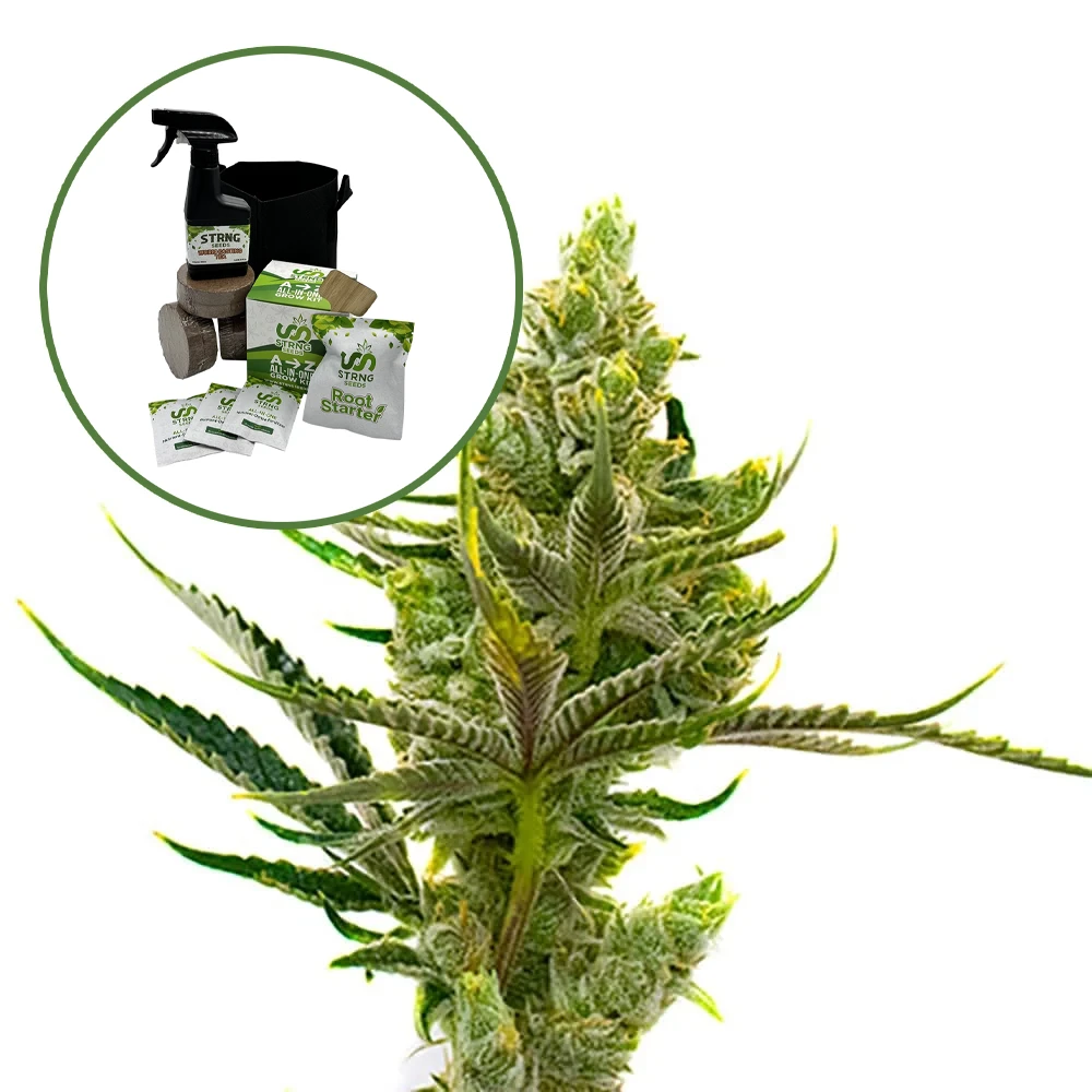 24K Gold Auto High Yield Grow Kit