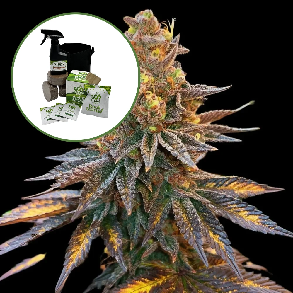 Banana Hammock Auto High Yield Grow Kit
