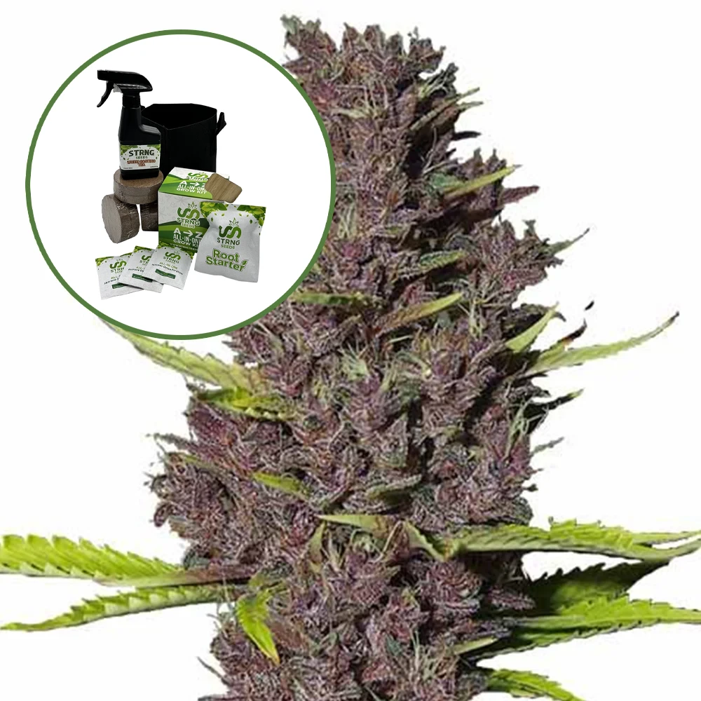 Blue Dream Auto High Yield Grow Kit