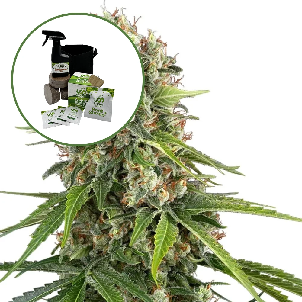 Blue Sunset Auto High Yield Grow Kit