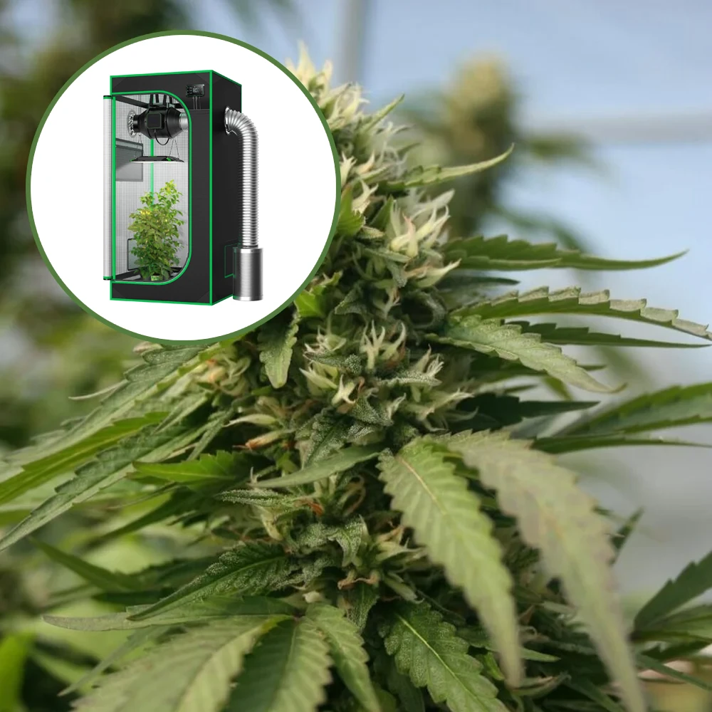 Blueberry Kush x Blackberry Kush Auto Platinum Indoor Grow Bundle