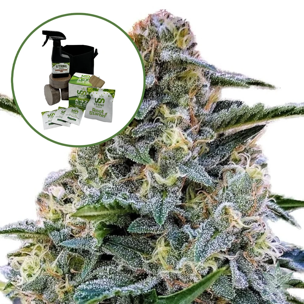 Bruce Banner Auto High Yield Grow Kit