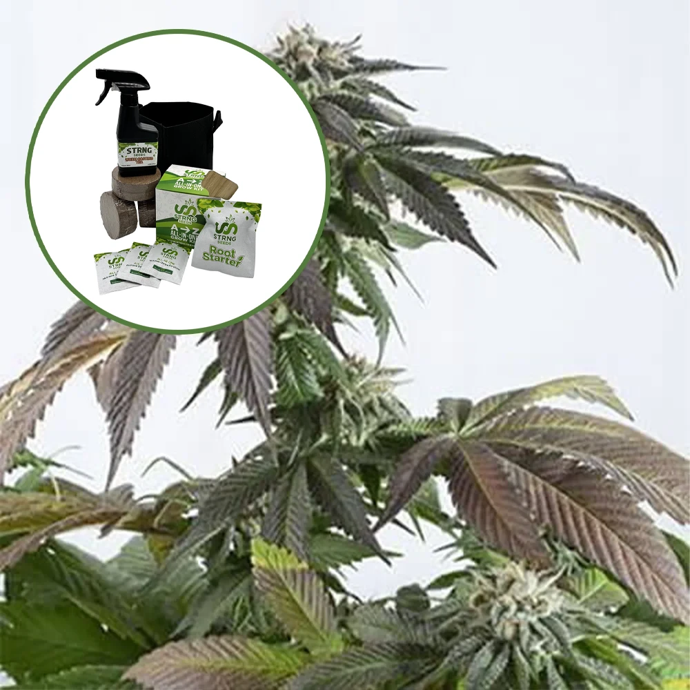 Bubba Kush Auto High Yield Grow Kit