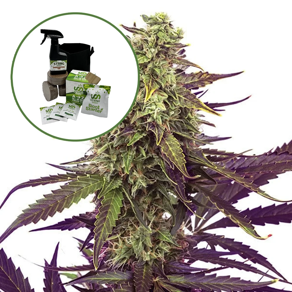 Cereal Milk Auto High Yield Grow Kit