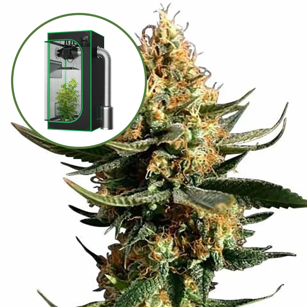 Chemdawg 91 Auto Platinum Indoor Grow Bundle