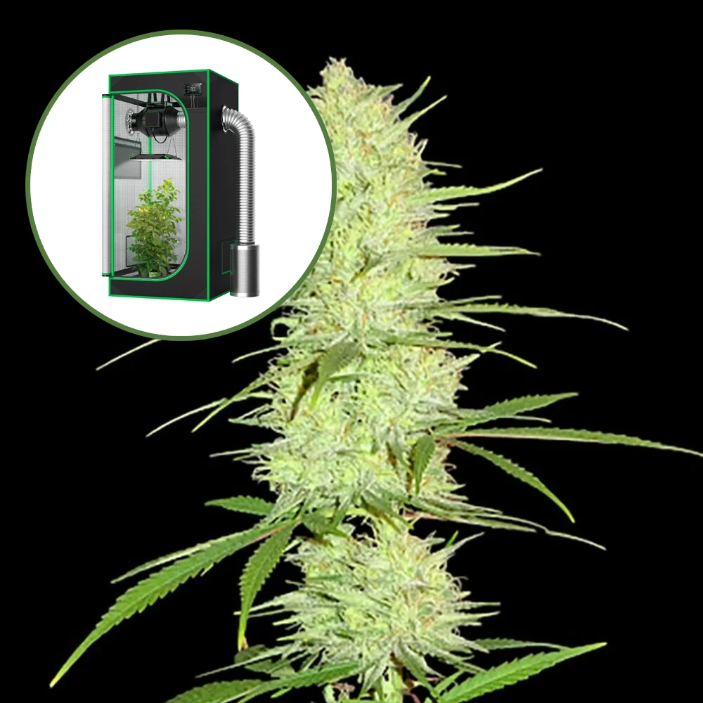 Cinderella 99 Auto Platinum Indoor Grow Bundle
