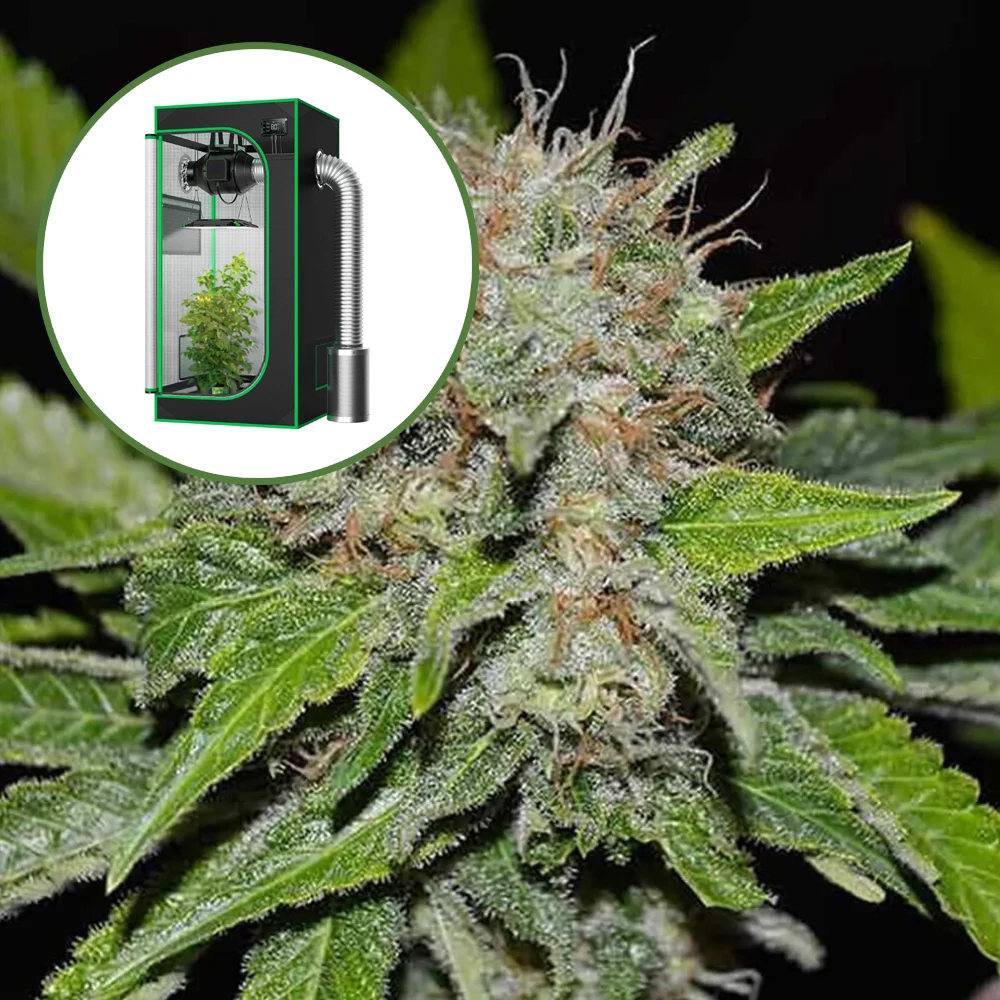 Deep Mandarine Auto Platinum Indoor Grow Bundle