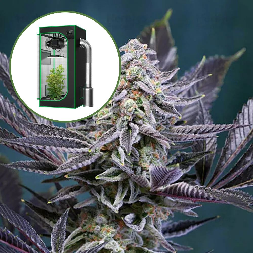 Deep Purple Auto Platinum Indoor Grow Bundle