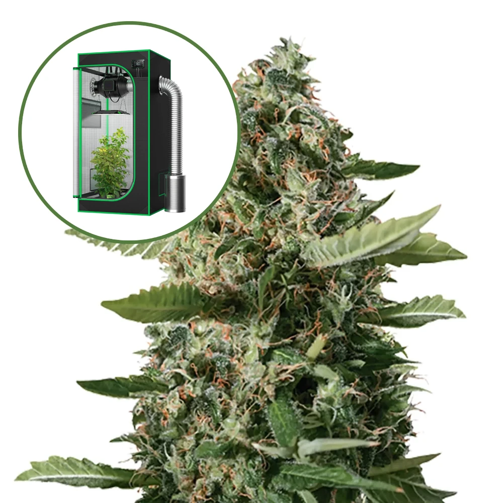 East Coast Sour Diesel Auto Platinum Indoor Grow Bundle