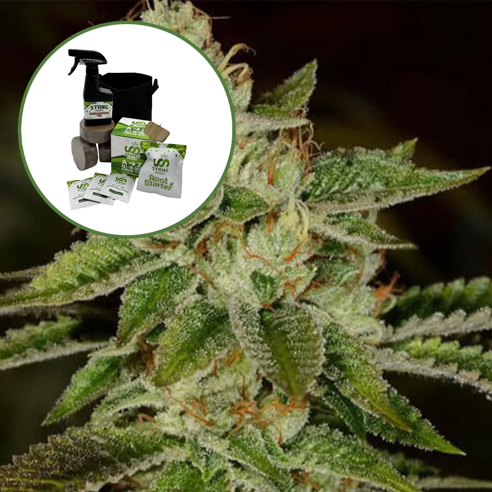 Fire OG Auto High Yield Grow Kit