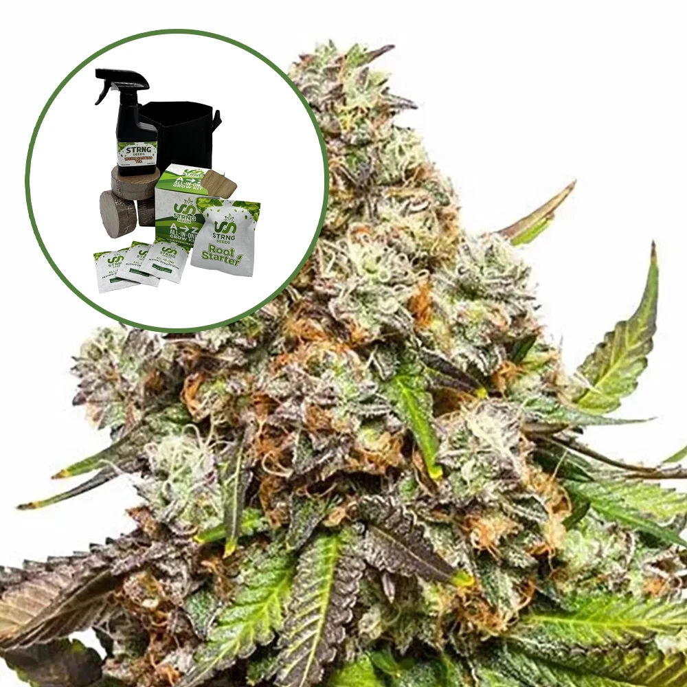 Fruity Pebbles Auto High Yield Grow Kit