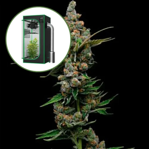 Golden Pineapple Auto Platinum Indoor Grow Bundle