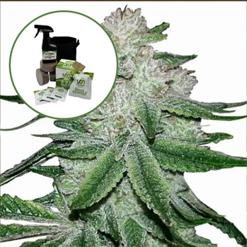 Gorilla Glue #5 Auto High Yield Grow Kit