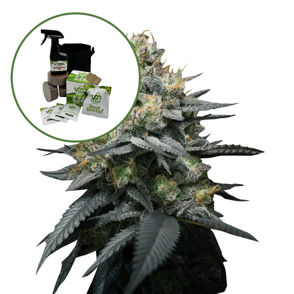 Kush Mint Auto High Yield Grow Kit