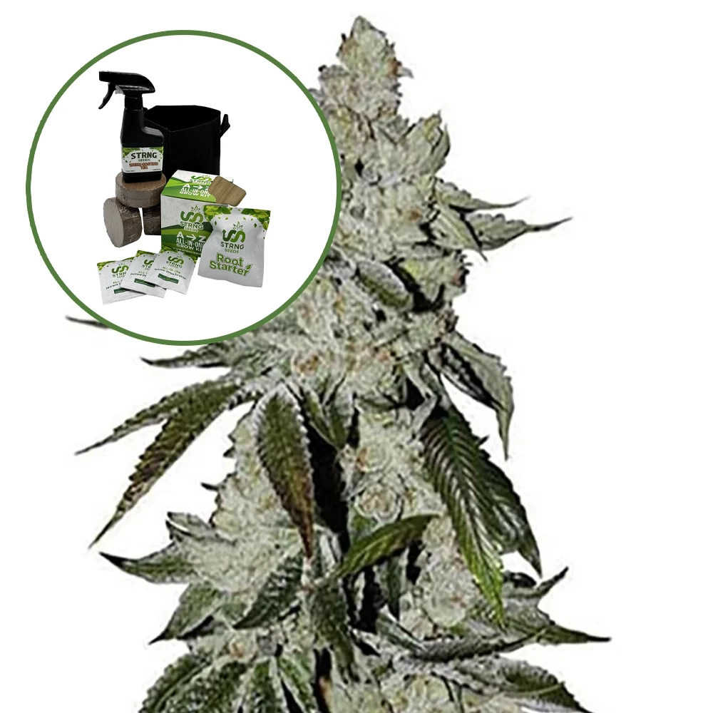 Laughing Buddha Auto High Yield Grow Kit