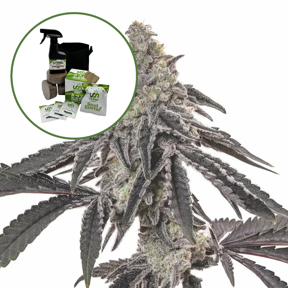 MAC 1 Auto High Yield Grow Kit