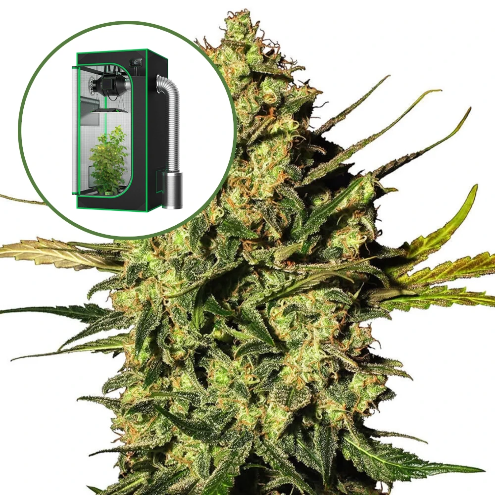 Master Kush Auto Platinum Indoor Grow Bundle