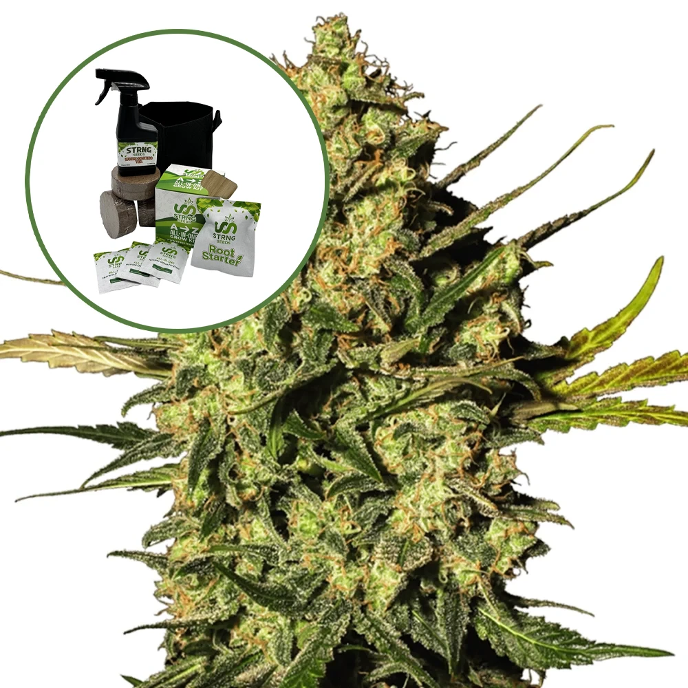 Master OG Auto High Yield Grow Kit