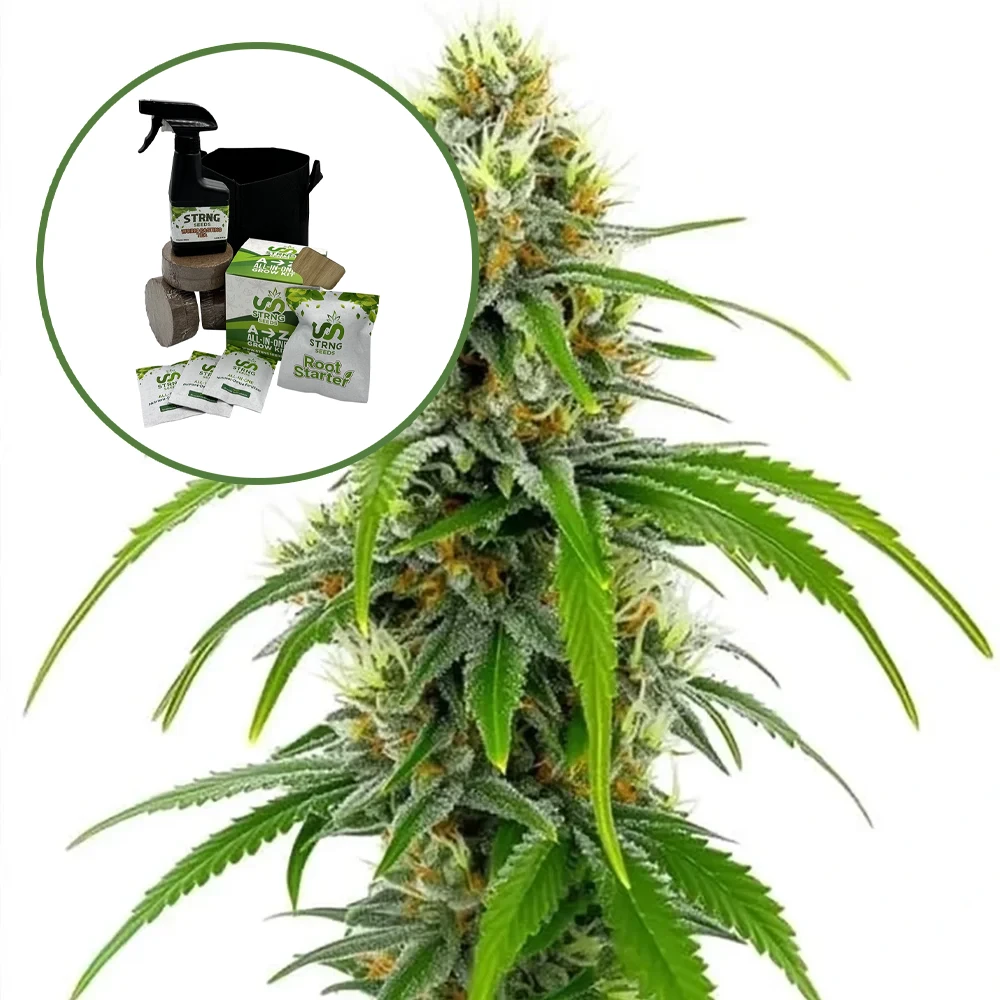 Moby Dick Auto High Yield Grow Kit