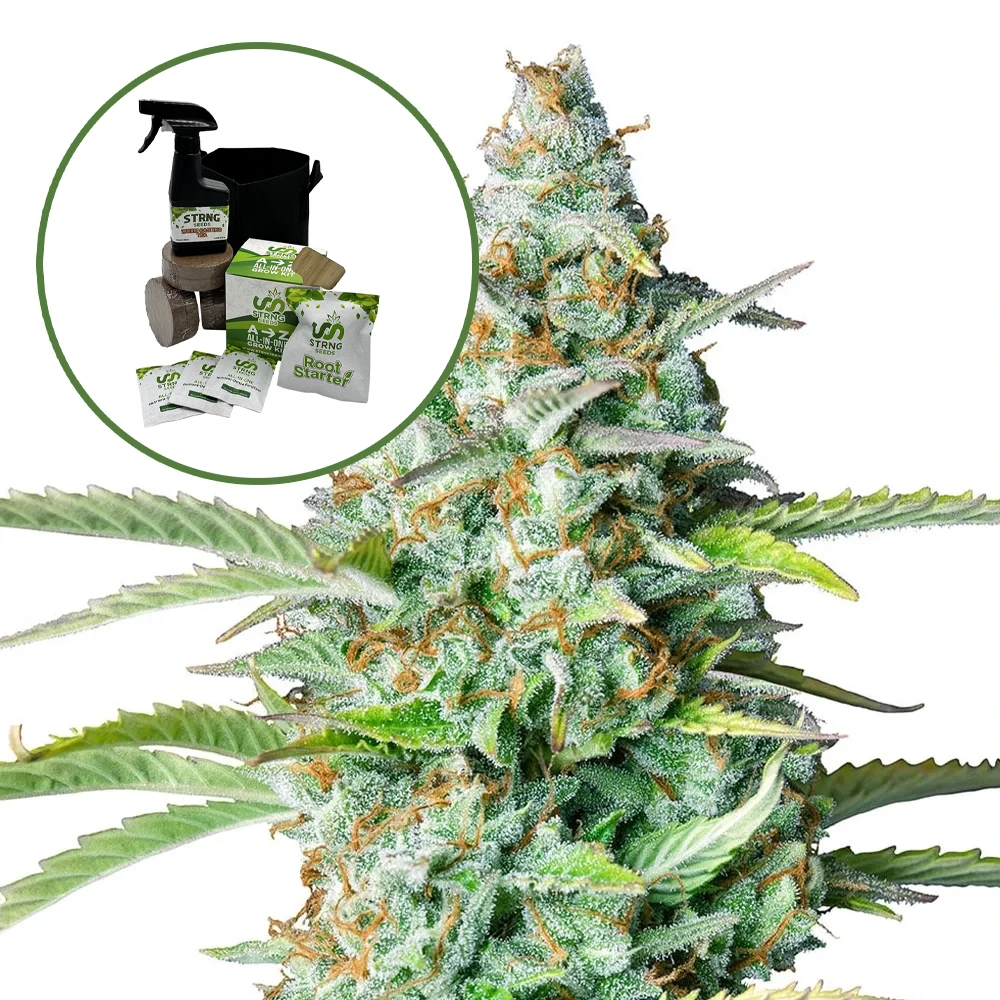 Northern Lights Auto High Yield Grow Kit