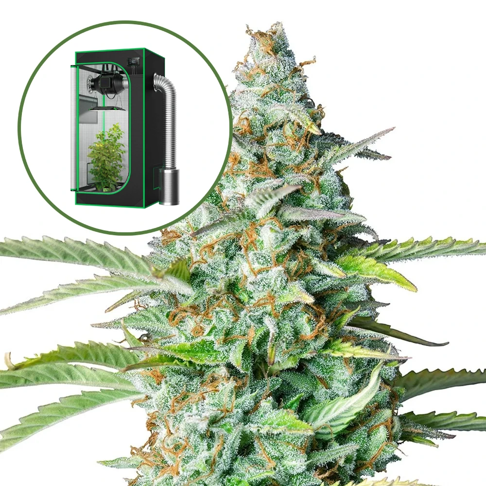 Northern Lights Auto Platinum Indoor Grow Bundle