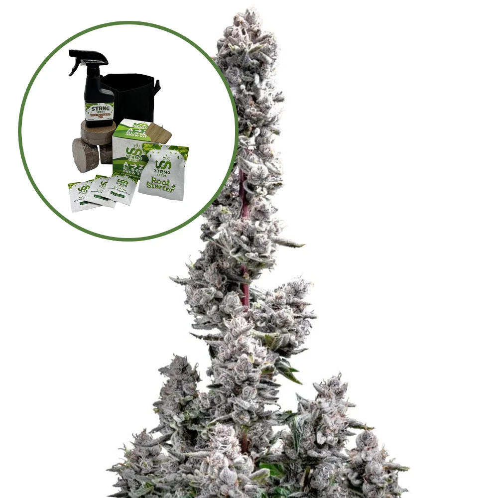 Pink Wasabi Auto High Yield Grow Kit