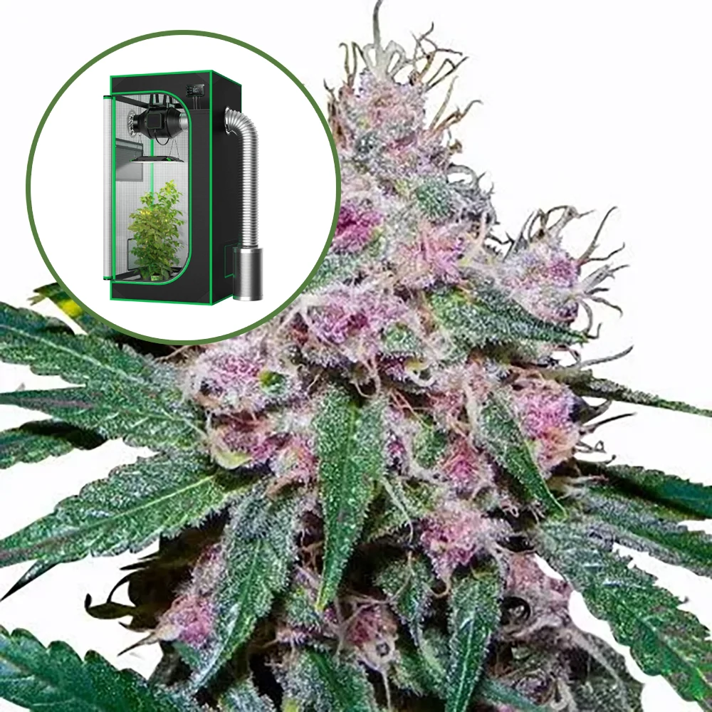 Purple Afghani Auto Platinum Indoor Grow Bundle