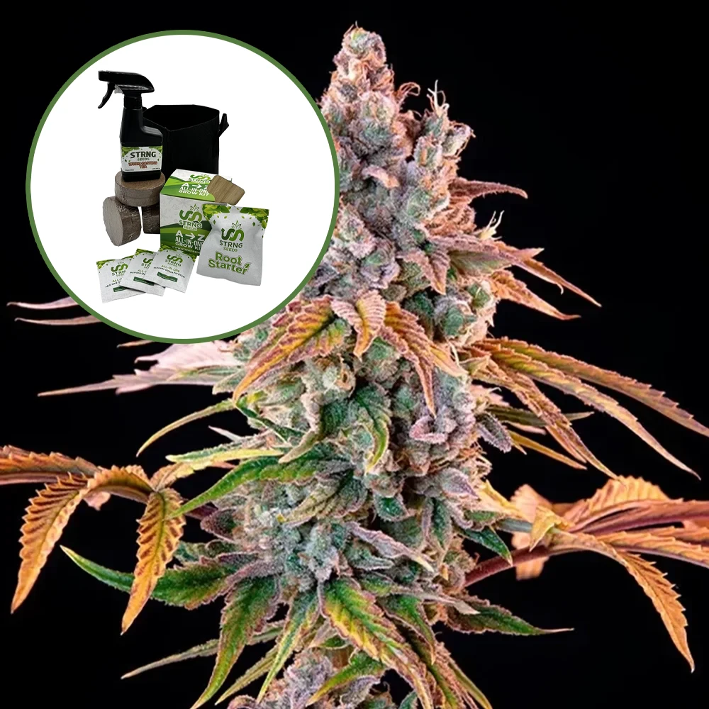 Royal with Cheese Auto High Yield Grow Kit