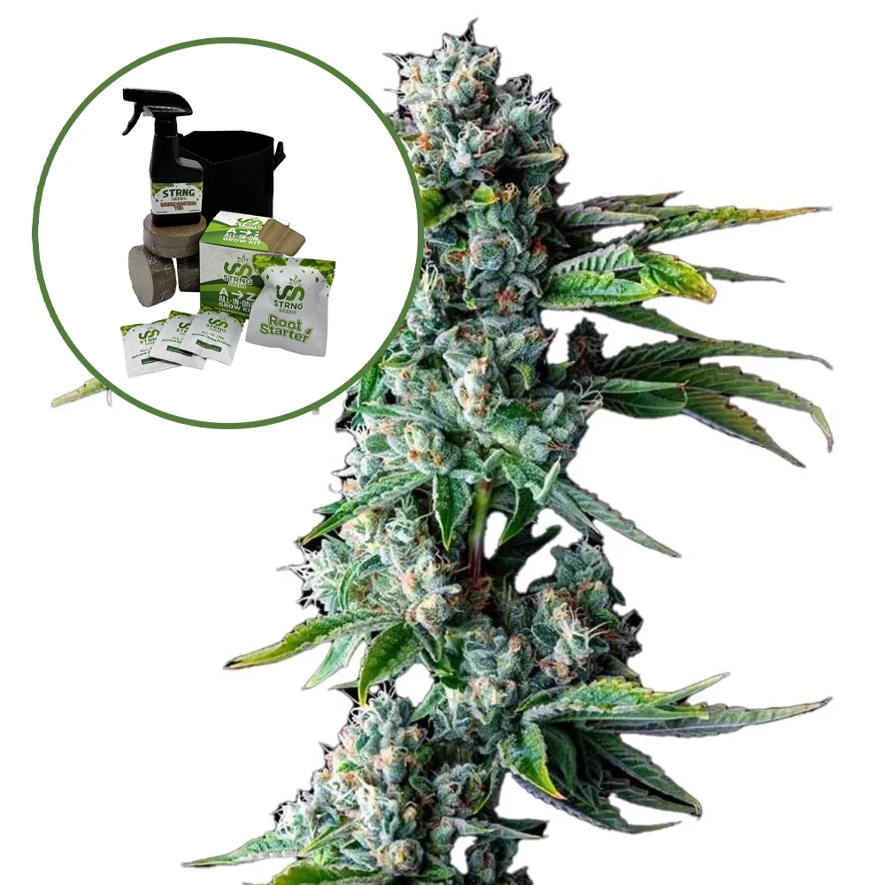 Skywalker OG Auto High Yield Grow Kit