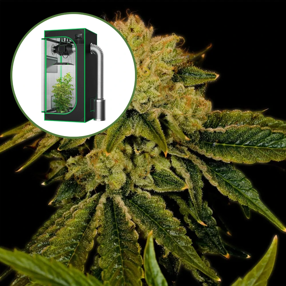 Space Cake Auto Platinum Indoor Grow Bundle