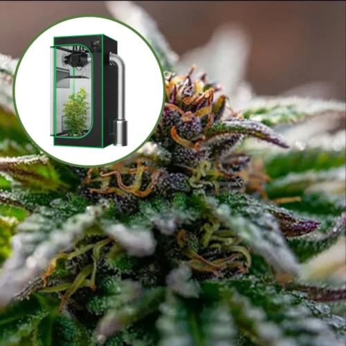 Strawberry Cough Auto Platinum Indoor Grow Bundle