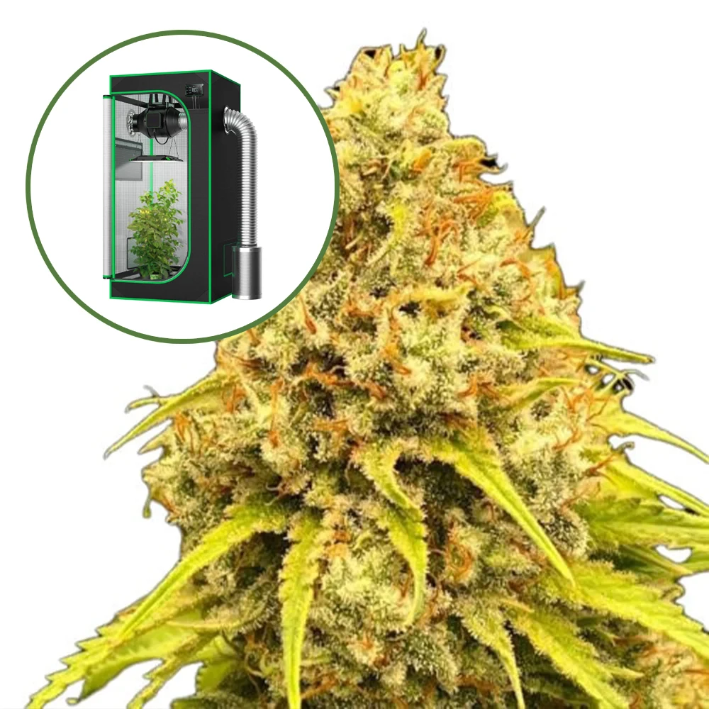 Super Lemon Haze (THCA) Auto Platinum Indoor Grow Bundle