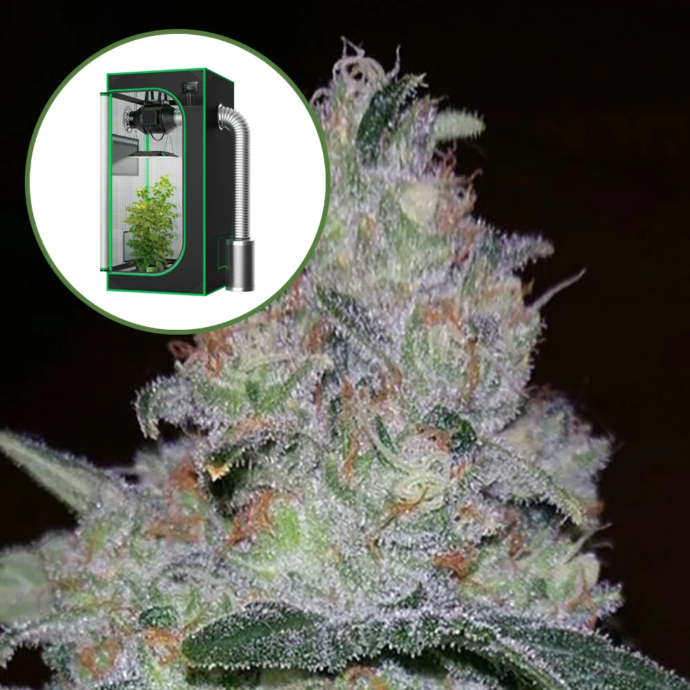 Supernova Auto Platinum Indoor Grow Bundle