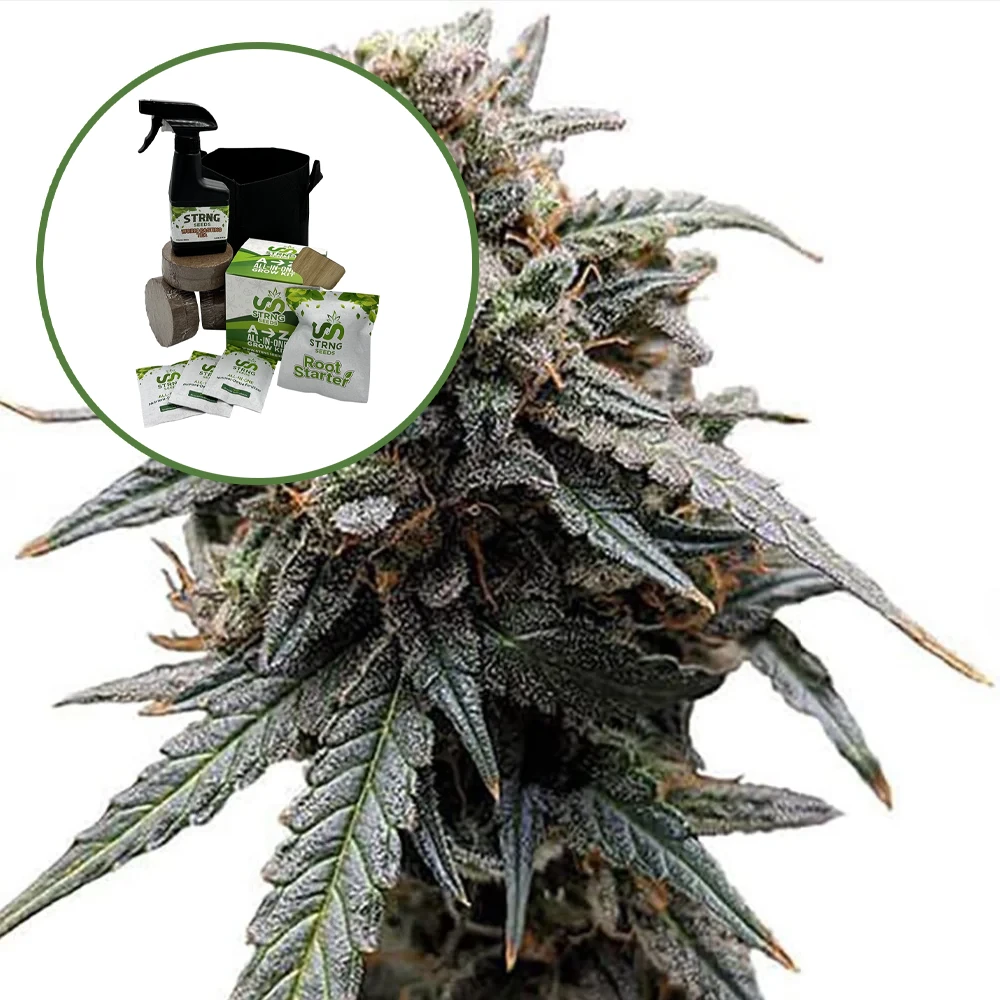 Sweet Tooth Auto High Yield Grow Kit