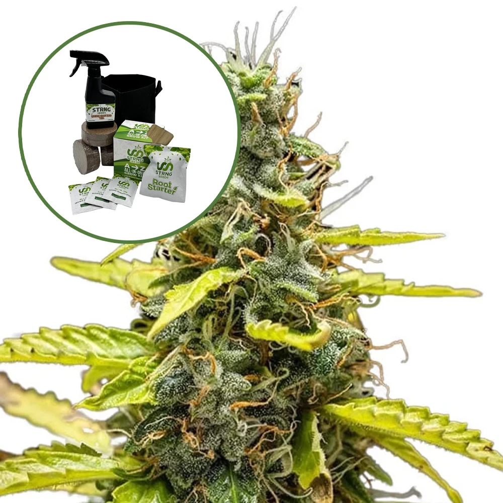 THCA Runtz Auto High Yield Grow Kit