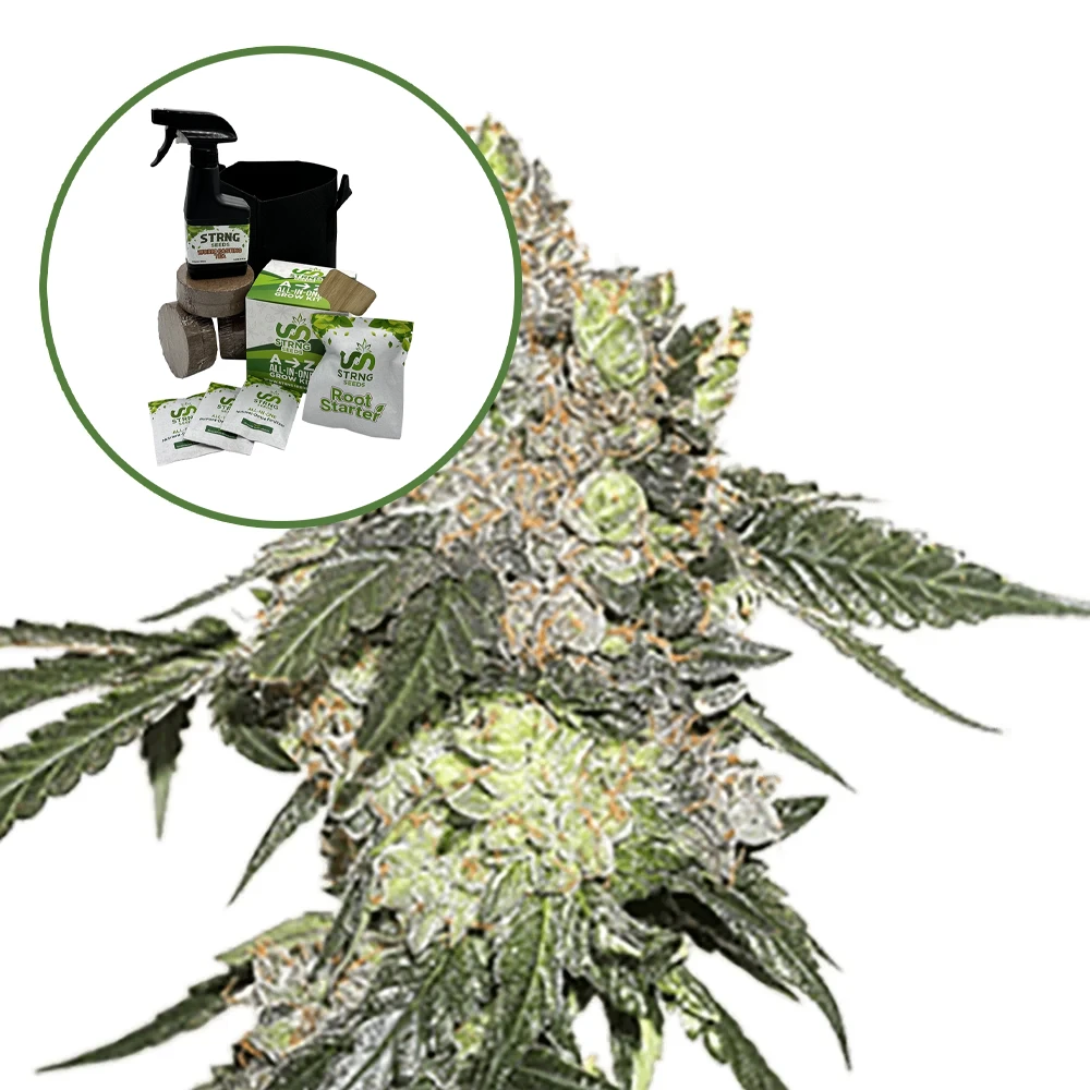 Thin Mint Cookies Auto High Yield Grow Kit
