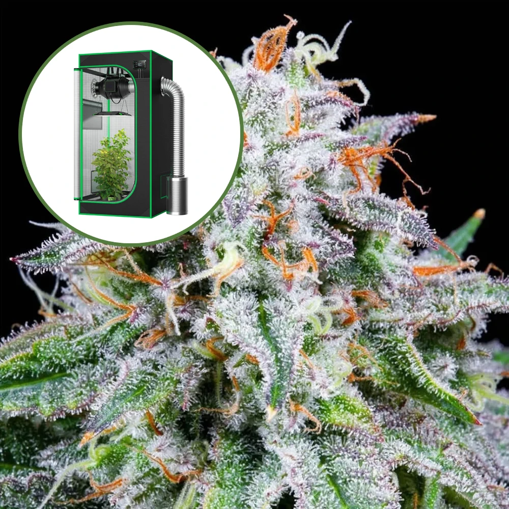 Watermelon Mimosa Auto Platinum Indoor Grow Bundle