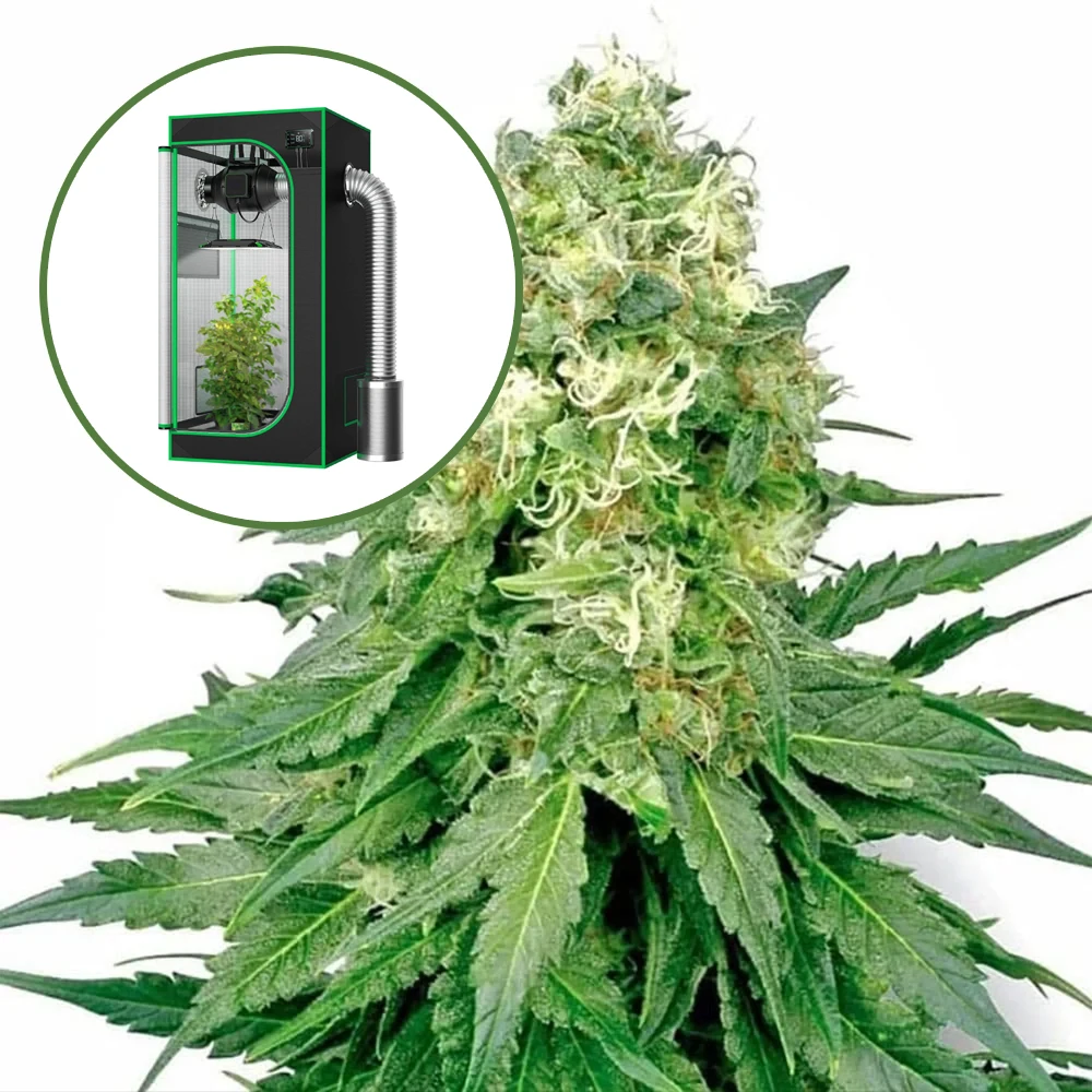 White Rhino Auto Platinum Indoor Grow Bundle